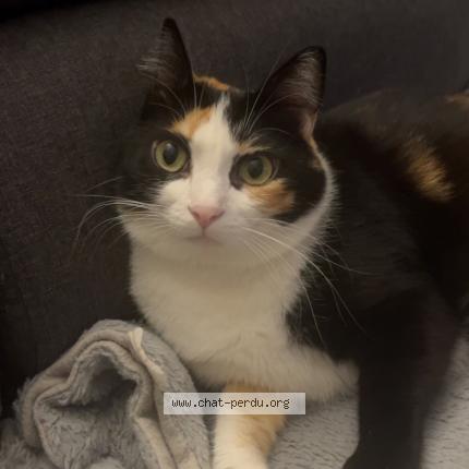 Foto 1/1 Shina Chat perdido en Nimes