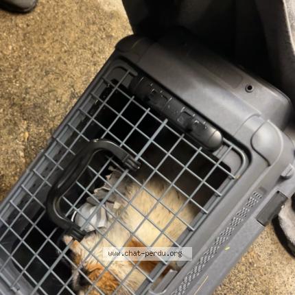 Foto 1/1 Gato encontrado Encontrado en Vallorbe