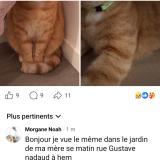 Foto del gato perdido en Hem