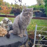 Foto del gato perdido en Marche En Famenne