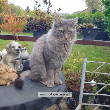 Foto 1/1 Akhenaton Chat perdido en Marche en famenne