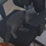 Foto del gato perdido en Villepinte