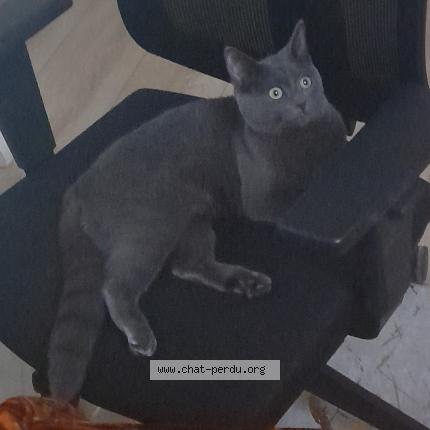 Foto 1/1 Bessane Chat perdido en Villepinte