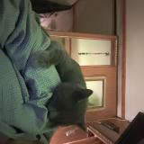 Foto del gato perdido en Carnesville