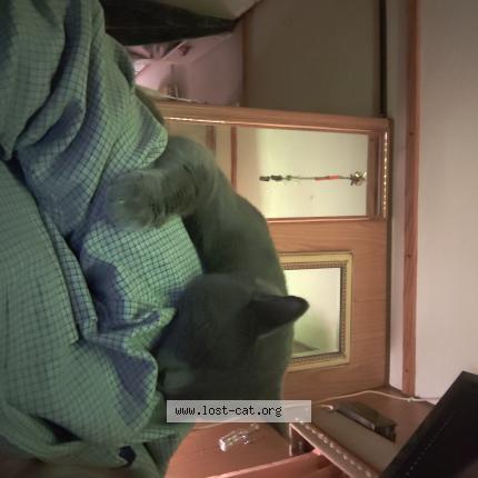 Foto 1/1 Bubba Chat perdido en Carnesville