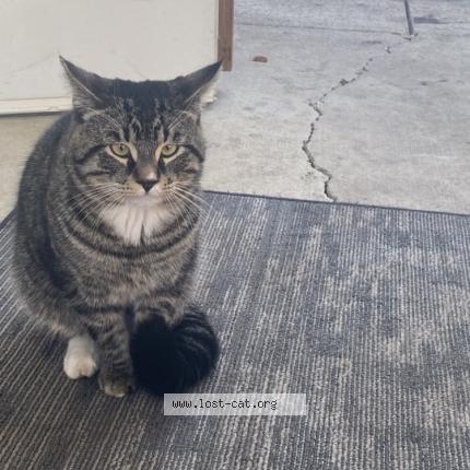 Foto 1/1 Gato encontrado Encontrado en Edmonton