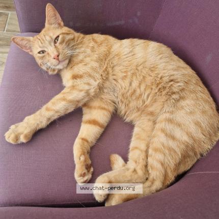 Foto 1/1 Weasley Chat perdido en Divion