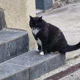 Foto del gato perdido en Glomel