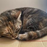 Foto del gato perdido en Saint Marcel