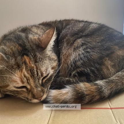 Foto 1/1 Razala Chat perdido en Saint marcel