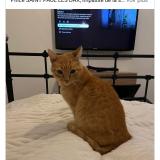 Foto del gato perdido en Saint Paul Les Dax