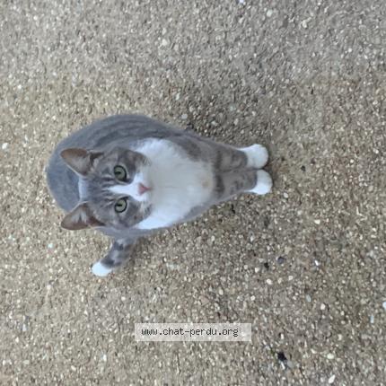 Foto 1/1 Gato encontrado Encontrado en Cezy