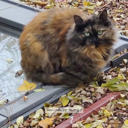 Foto 1/1 Gato encontrado Encontrado en Gonesse