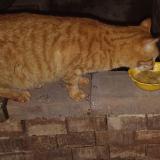 Foto del gato perdido en Vero Beach