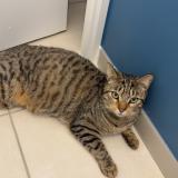 Foto del gato perdido en Laize