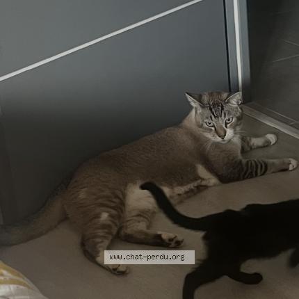 Foto 1/1 Rio Chat perdido en Saint benigne