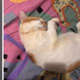 Foto del gato perdido en Marseille