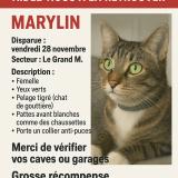 Foto del gato perdido en Montpellier
