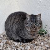 Foto de gato encontrado en Grandchamp