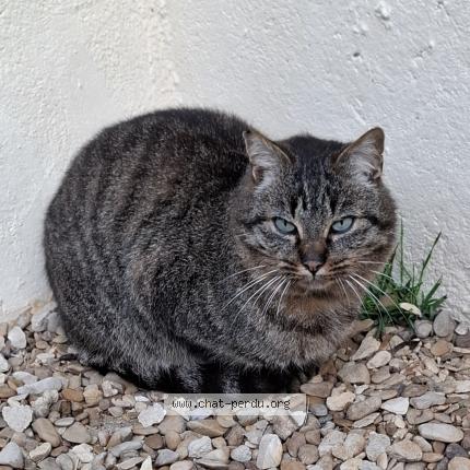 Foto 1/1 Gato encontrado Encontrado en Grandchamp