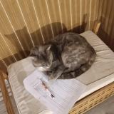 Foto del gato perdido en Blangy Tronville