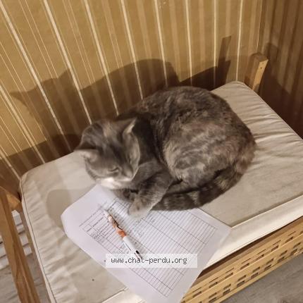 Foto 1/1 Twixie Chat perdido en Blangy tronville