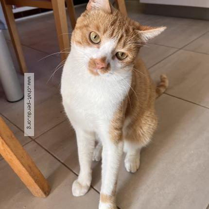 Foto 1/1 ABRICOT Chat perdido en Couzeix