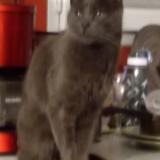 Foto del gato perdido en Port Sur Saone