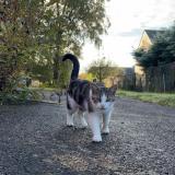 Foto del gato perdido en Plesse