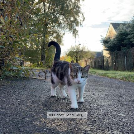 Foto 1/1 Alain J Chat perdido en Plesse