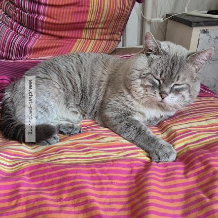 Foto 1/1 Jah Chat perdido en Marseille