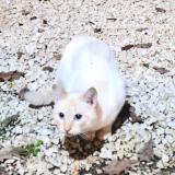 Foto de gato encontrado en Boucoiran Et Nozieres