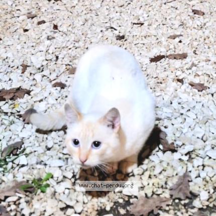 Foto 1/1 Gato encontrado Encontrado en Boucoiran et nozieres