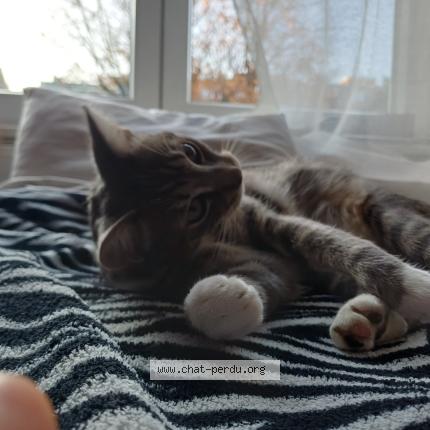 Foto 1/1 Jinx Chat perdido en Bruxelles