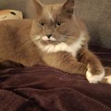 Foto del gato perdido en Luriecq