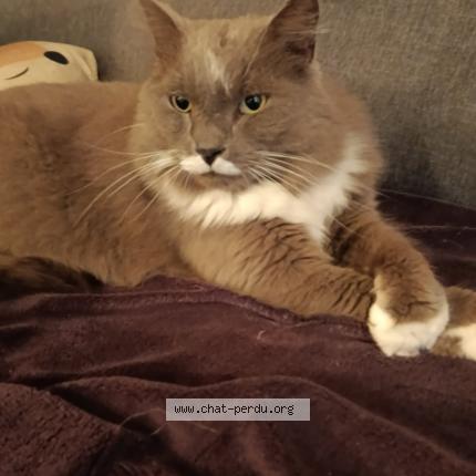 Foto 1/1 Titi Chat perdido en Luriecq