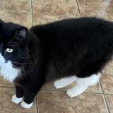 Foto del gato perdido en Laval