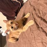 Foto del gato perdido en Hurst