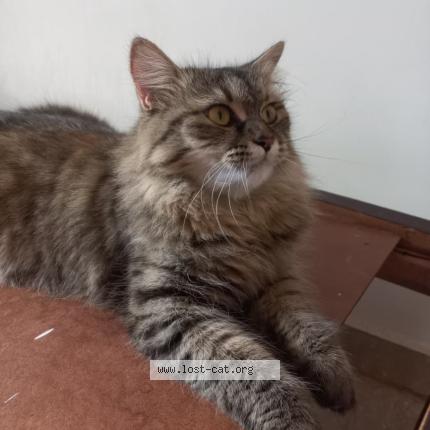 Foto 1/1 Mimi Chat perdido en Islamabad