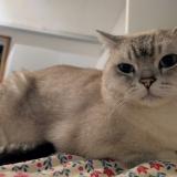 Foto del gato perdido en Lisors