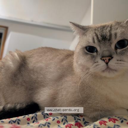 Foto 1/1 Erick Adam Chat perdido en Lisors