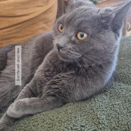 Foto 1/1 Cajou Chat perdido en Dreux