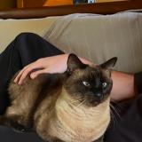 Foto del gato perdido en Montagnac La Crempse