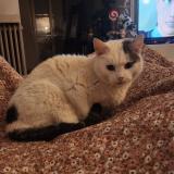 Foto del gato perdido en Rochefort