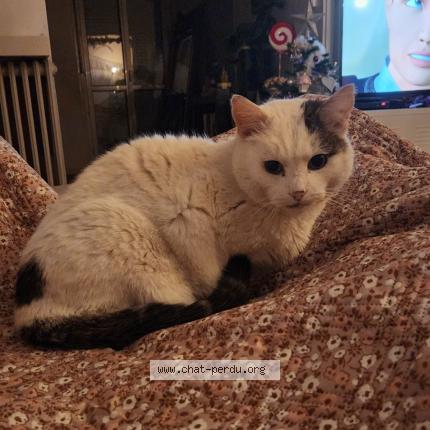 Foto 1/1 Snow Chat perdido en Rochefort