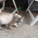 Foto de gato encontrado en St Jean Pla De Corts