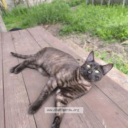 Foto 1/1 Taro Chat perdido en Aigues mortes