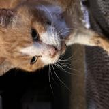 Foto de gato encontrado en Saint Pierre De Cheville