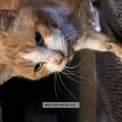 Foto 1/1 Gato encontrado Encontrado en Saint pierre de cheville