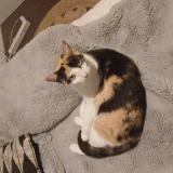 Foto del gato perdido en Anglars St Felix